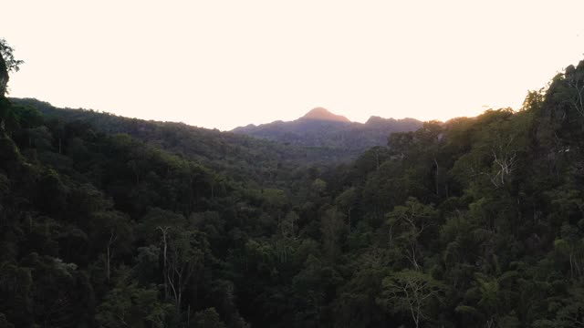 雨林鸟瞰图视频素材