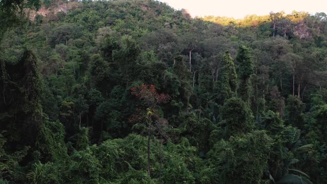 雨林鸟瞰图视频素材