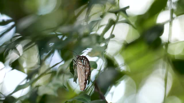蝴蝶长着蓝、灰、白三色的翅膀，栖息在树上的绿叶上视频下载