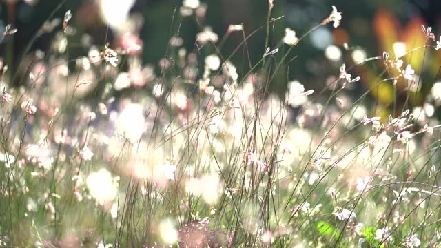 草地上的花朵随风摇曳视频素材