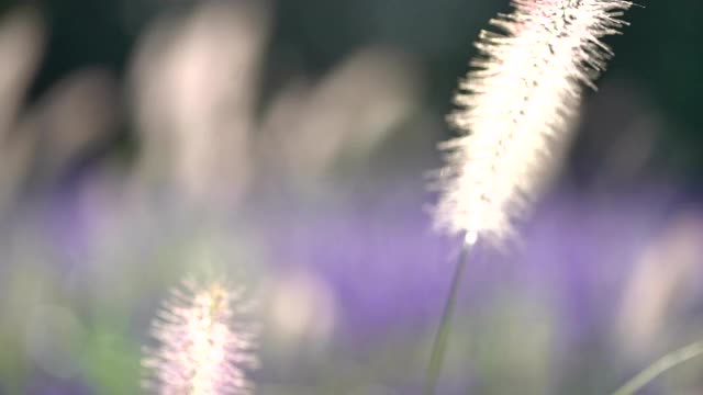 草地上的花朵随风摇曳视频素材
