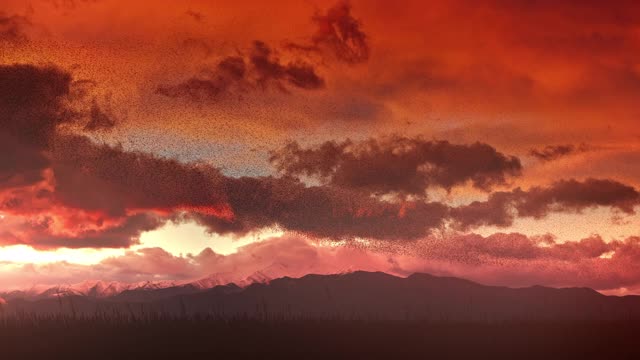 在夕阳下飞翔的椋鸟，背景是冬日的群山视频素材