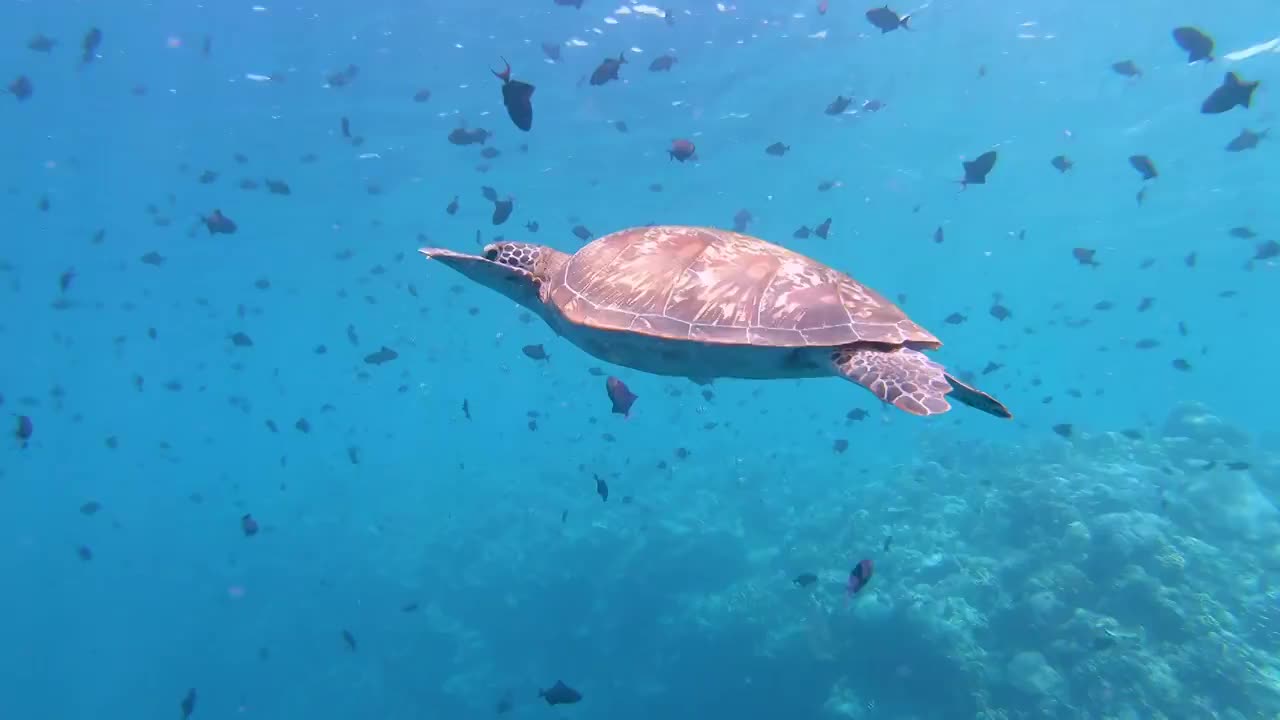 绿海龟(Chelonia mydas)游泳视频购买