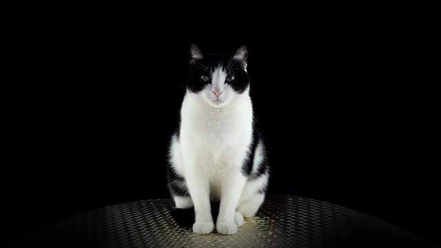 黑白相间的猫坐着，看着镜头视频下载