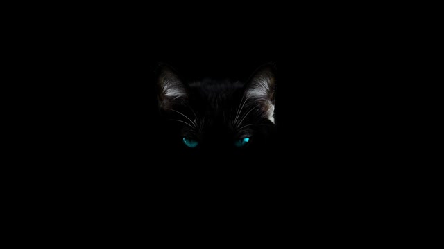 黑色背景上的黑猫的头和蓝眼睛视频下载