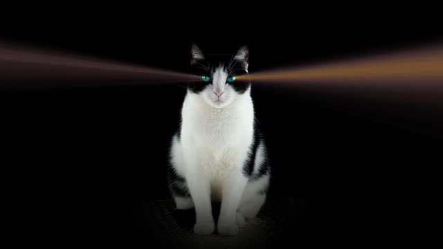 黑色背景上有光线的眼睛的猫视频下载