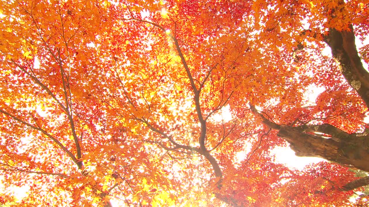 奈良公园的秋叶与鹿视频下载