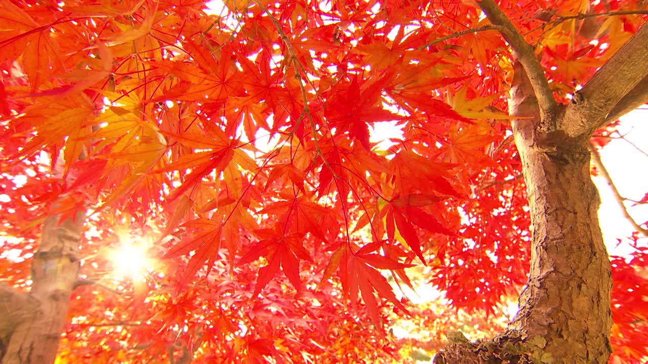 奈良公园的秋叶与鹿视频下载