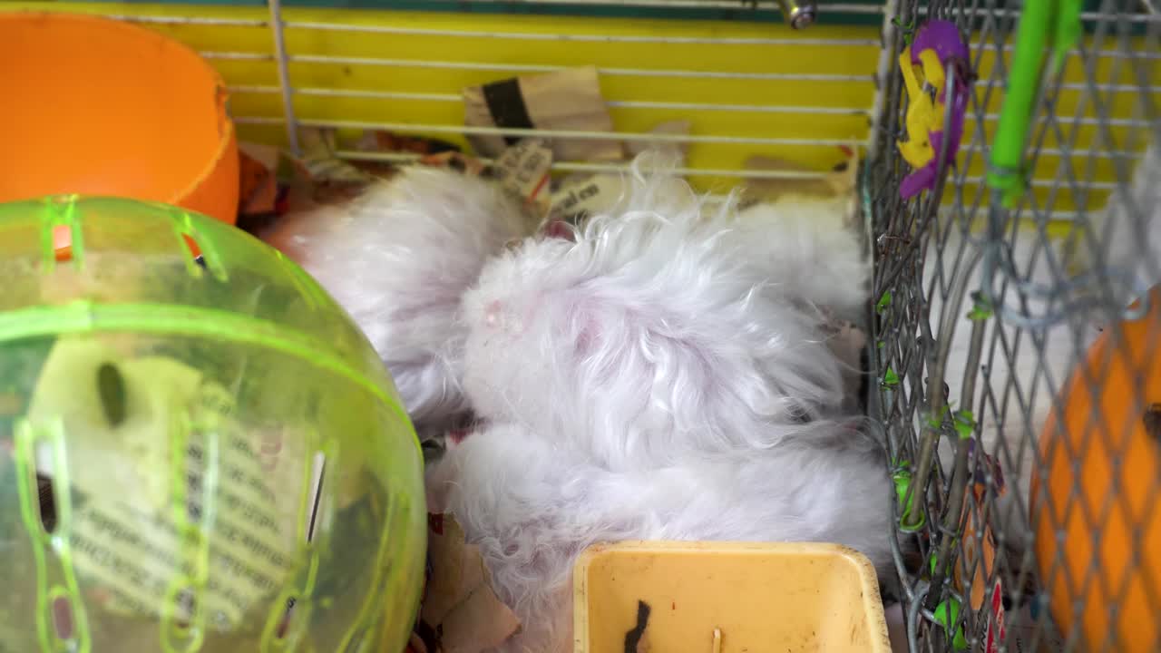 一只白色的仓鼠在他的兄弟们在笼子里睡觉时抓挠视频素材