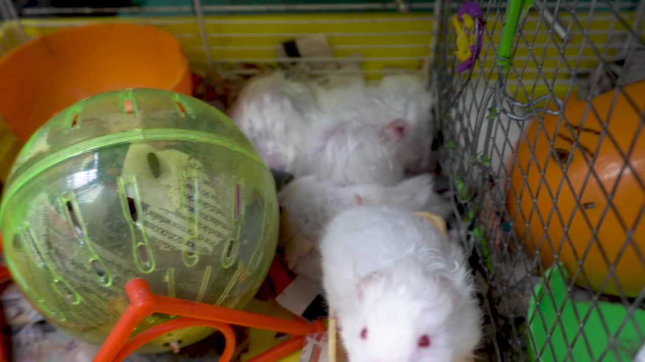 一只红眼睛的白色仓鼠试图从笼子里出来视频素材