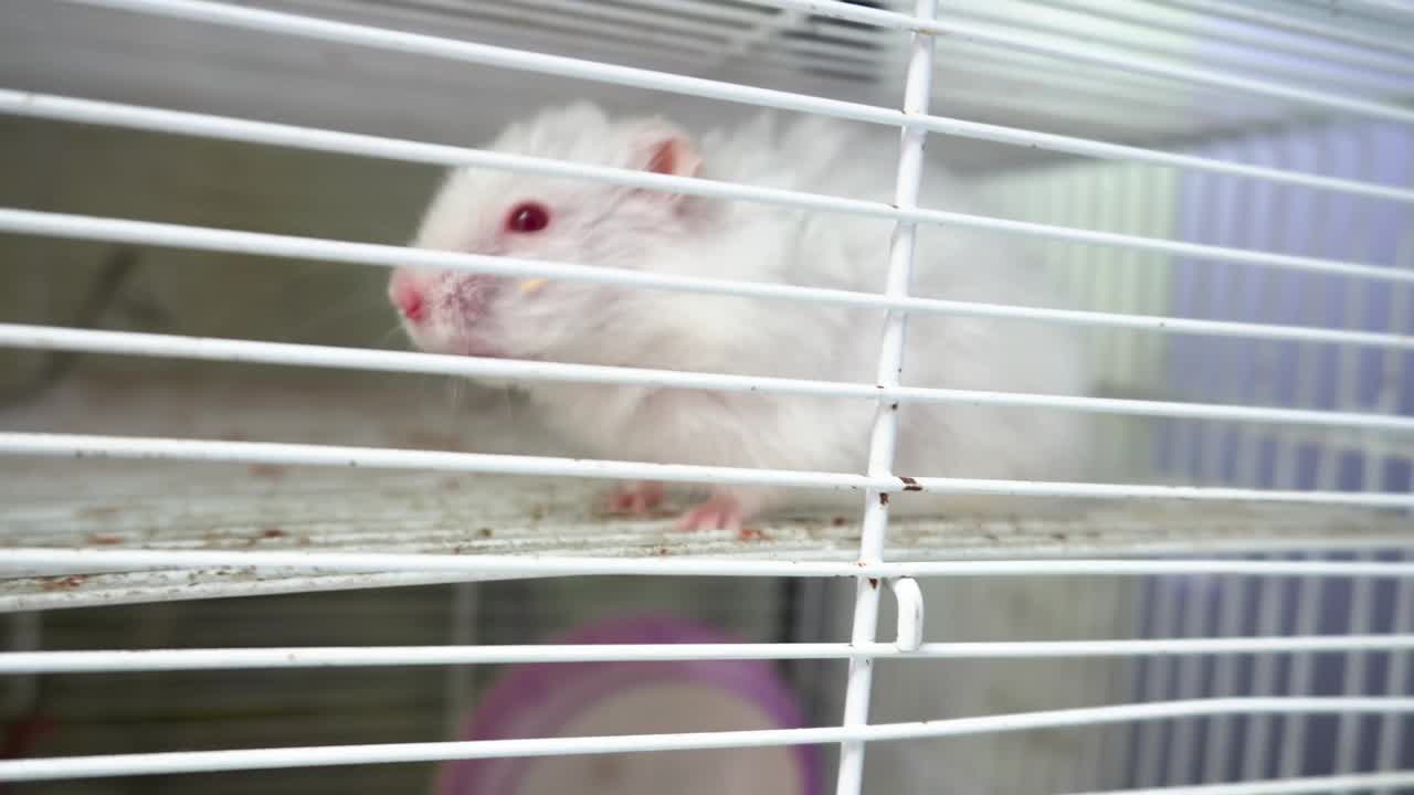 一只红色眼睛的白色仓鼠在笼子后面视频素材