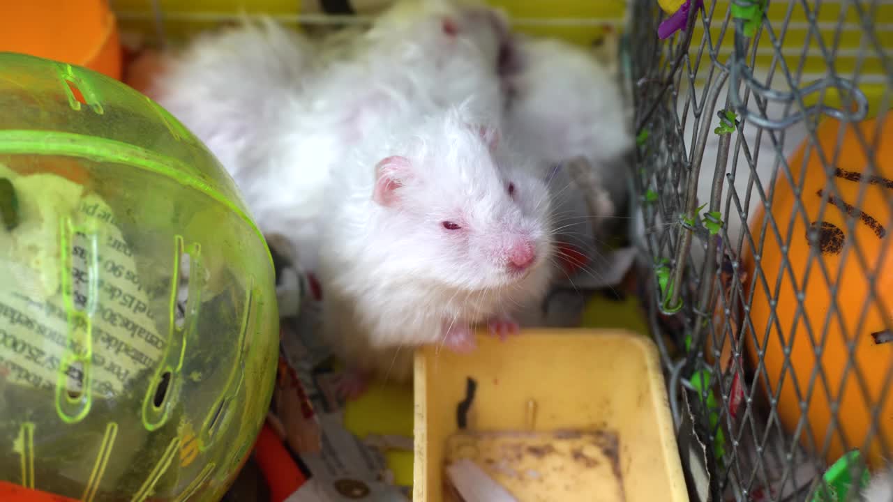一只白色的仓鼠在笼子里打呵欠，昏昏欲睡，快要睡着了视频素材
