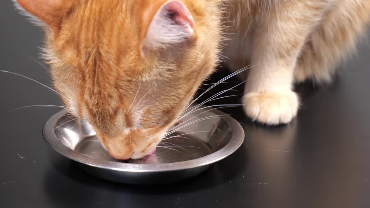猫舔着一碗猫食视频素材