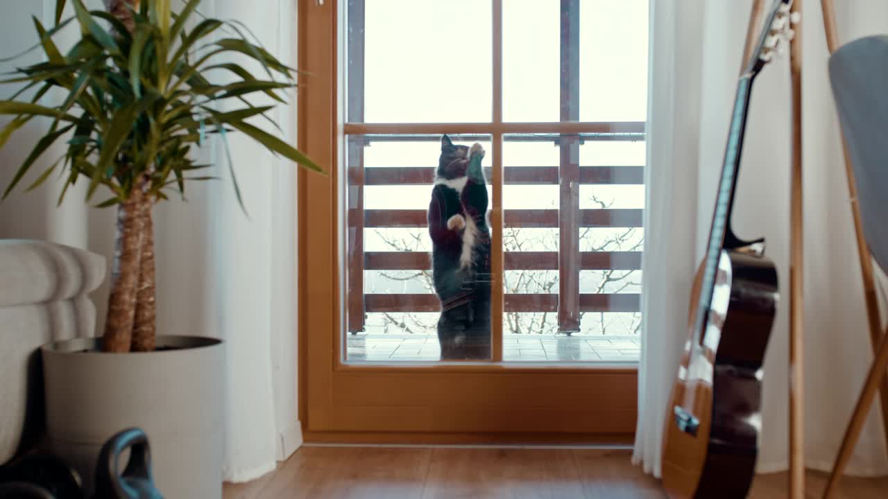 混血猫用爪子抓着玻璃门想进去视频下载
