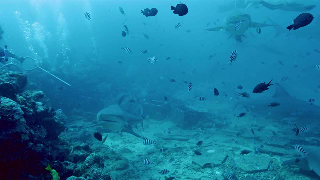 岩石海床，鲨鱼和热带鱼的进食时间视频素材