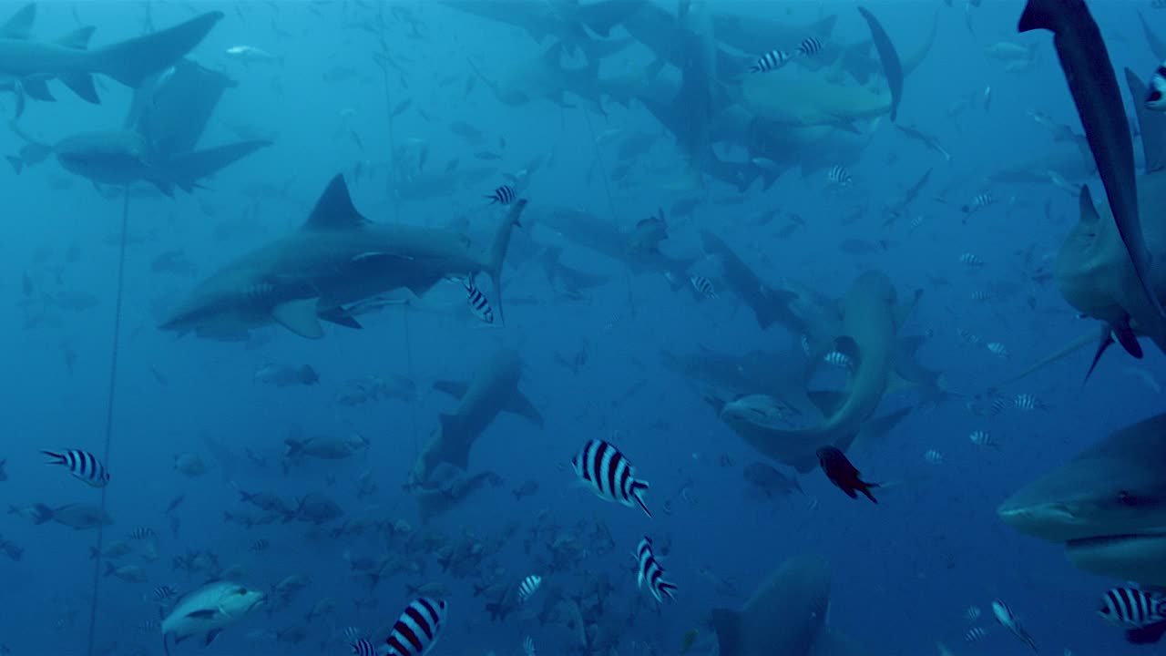 热带鱼和鲨鱼群，水下拍摄视频素材