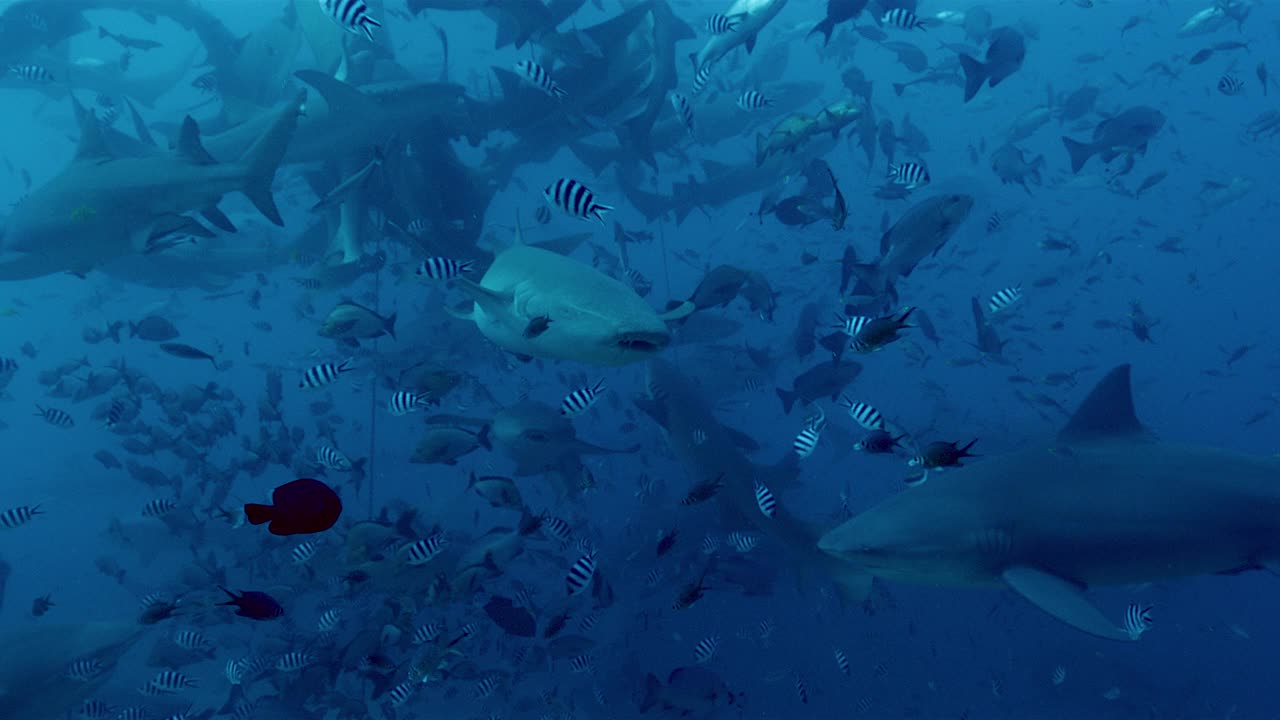 牛鲨和热带鱼在水下，慢镜头视频素材