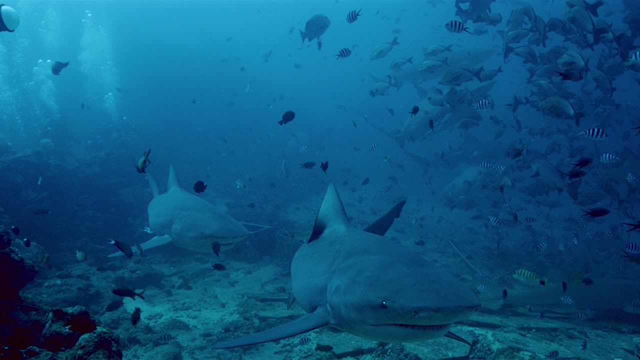 海底，牛鲨和鱼群视频素材