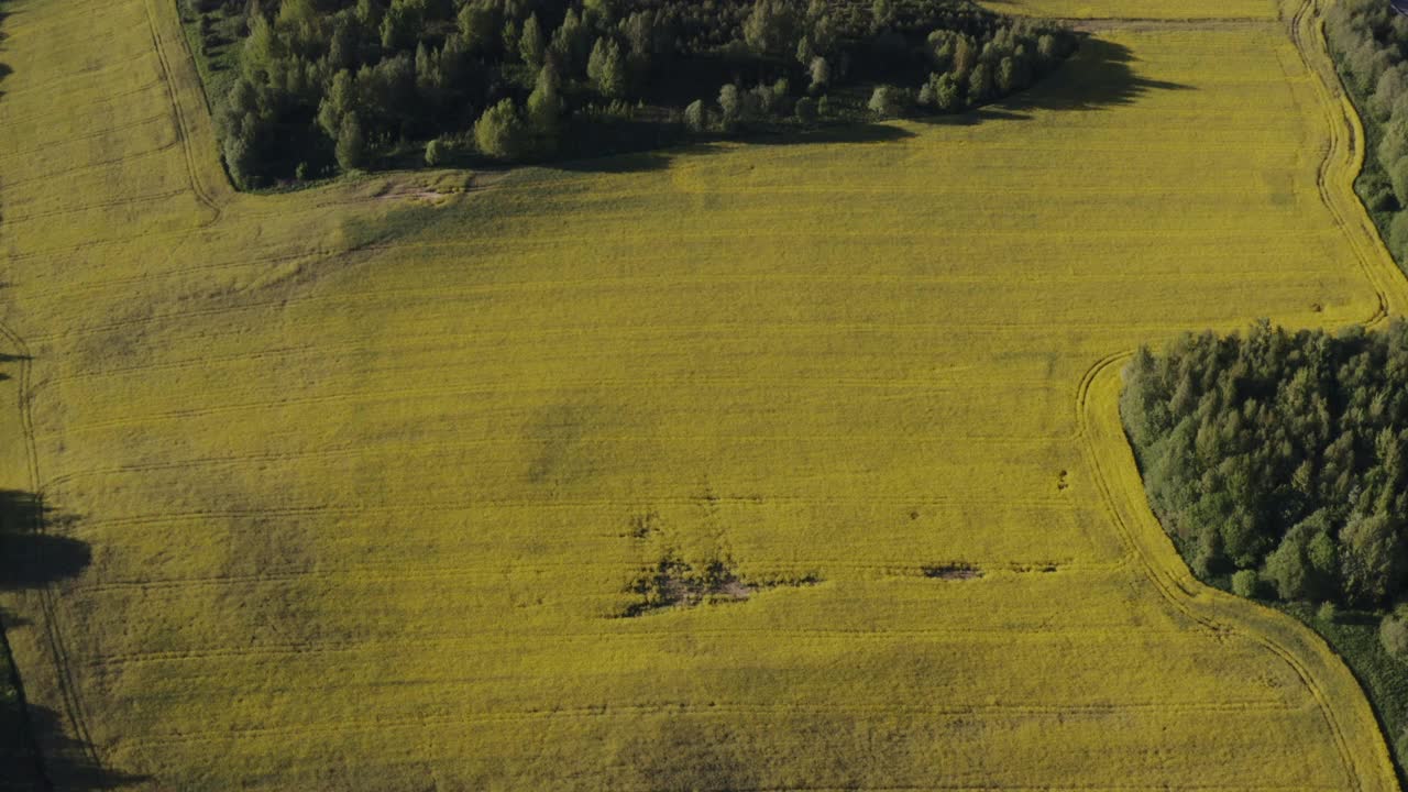在阳光明媚的春天或夏天，无人机俯视图飞行在黄色的油菜籽盛开的田野，从拖拉机履带和绿色的森林线。自然背景。视频下载