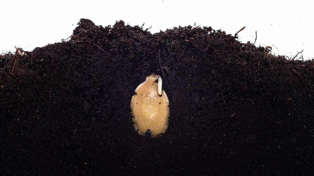 随着时间的推移，生长中的南瓜的根从植物的种子中萌发视频下载