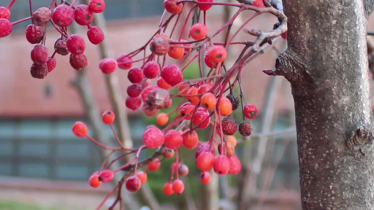 近距离观看红色覆盆子浆果悬挂在树枝上，在空中挥舞视频下载