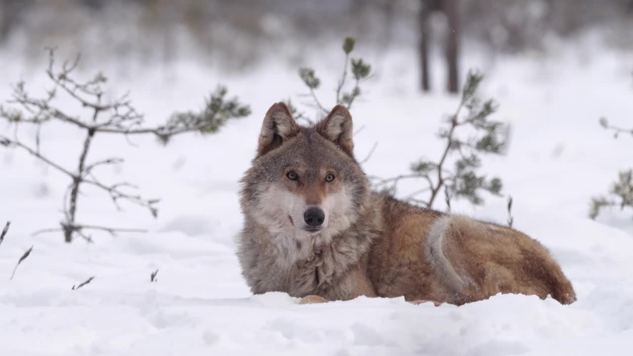 白俄羅斯，兩只狼和死去的馬鹿，在雪地和冬天的森林里奔跑視頻素材