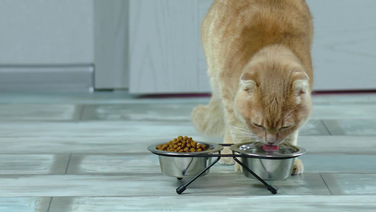 可爱的猫喝水在金属碗附近干嘎吱的食物在家里。视频素材