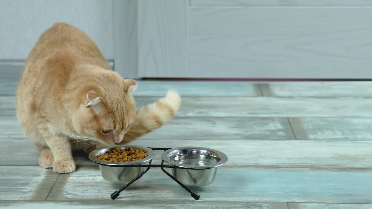 可爱的猫吃干脆的食物在金属碗在家附近视频素材