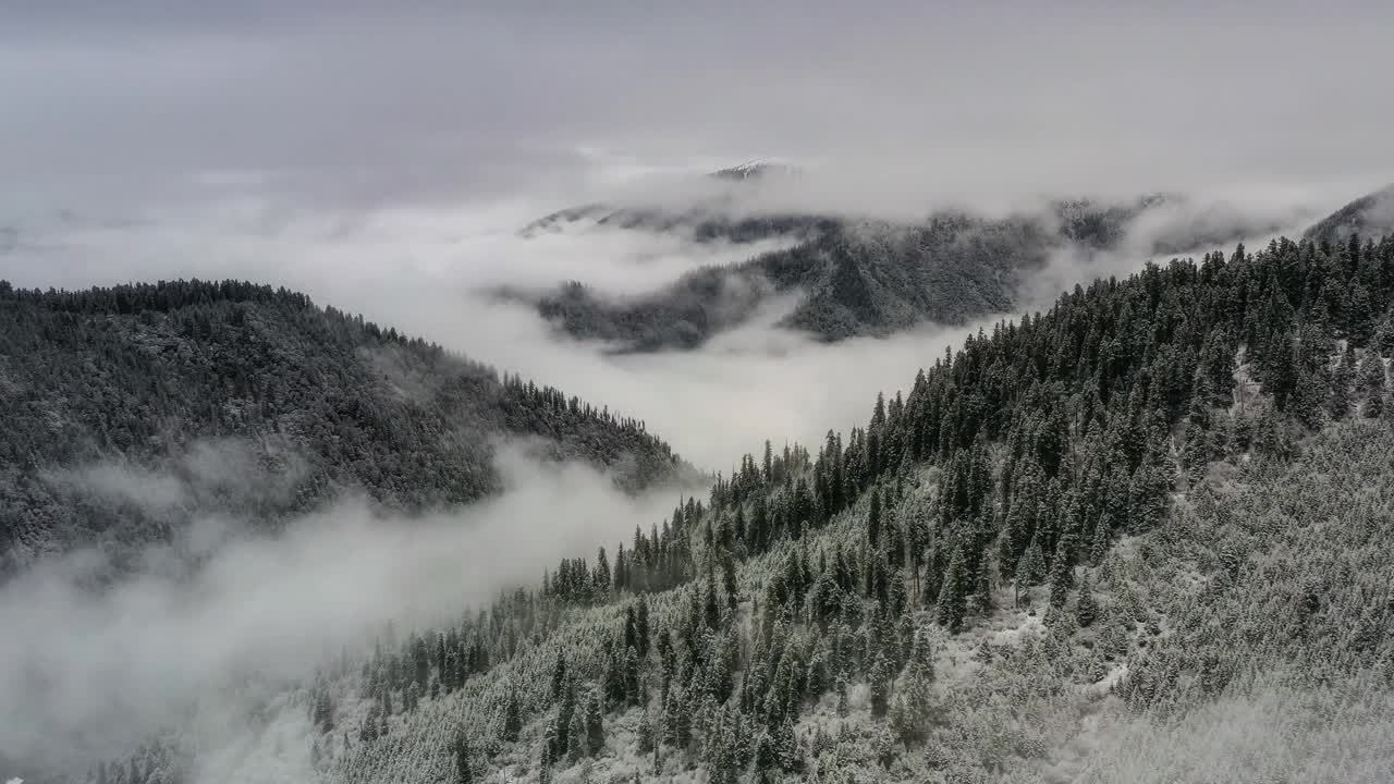 下了一整夜的雪，森林变得又白又雾视频下载