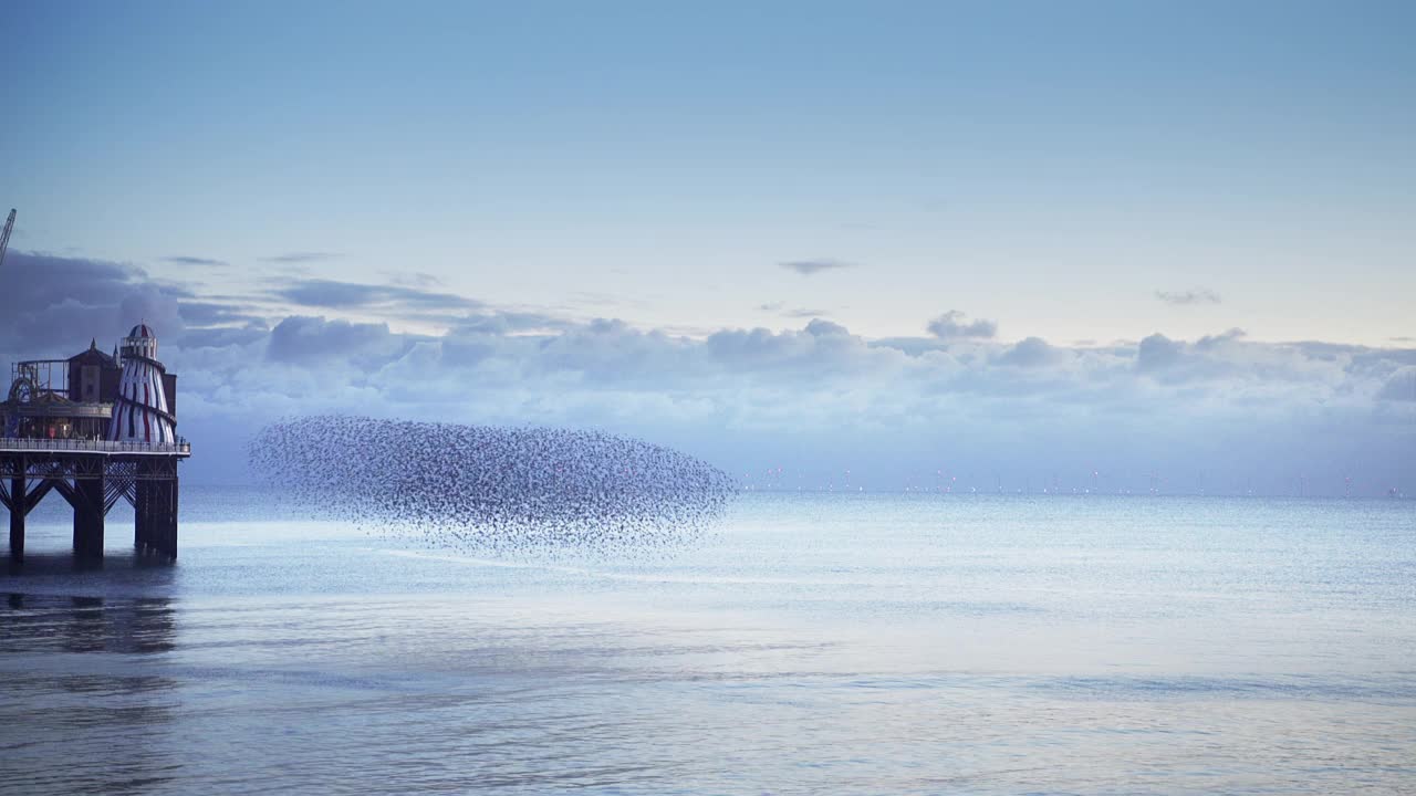一群椋鸟在海面上低低地聚在一起视频素材