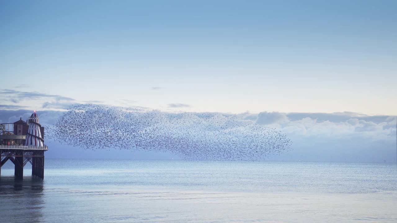 密集的欧椋鸟群在海面上排成队形，准备过夜视频素材