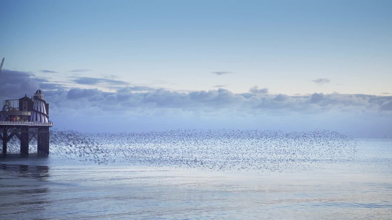 一群椋鸟聚集在海面上栖息视频素材