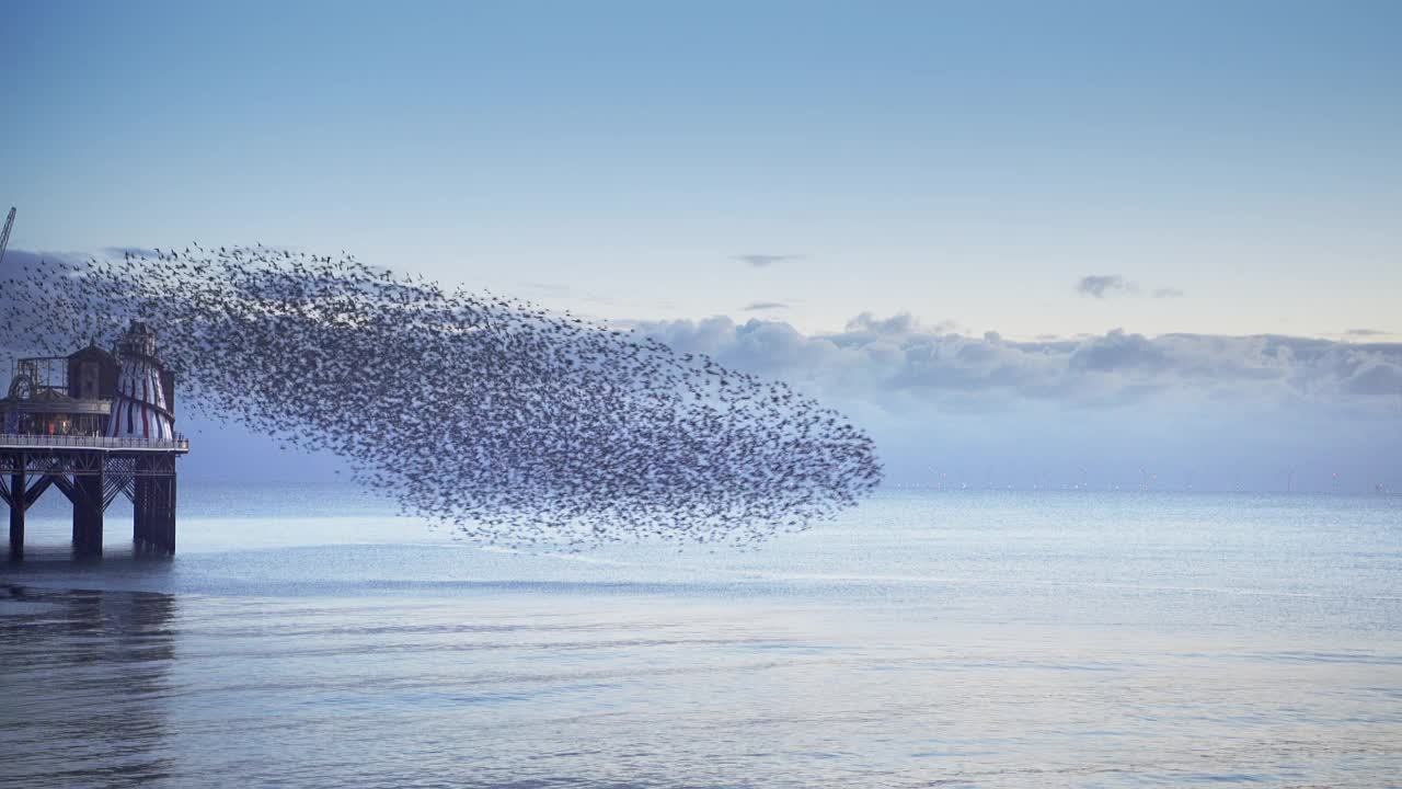 一群欧椋鸟在平静的海面上掀起波浪视频素材