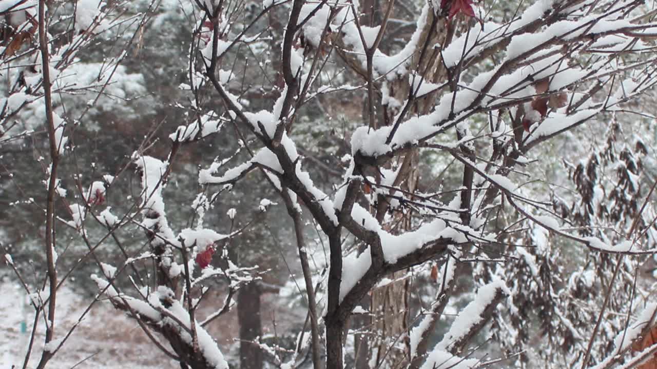 雪地和树木的景色，在一个公园在冬天视频下载