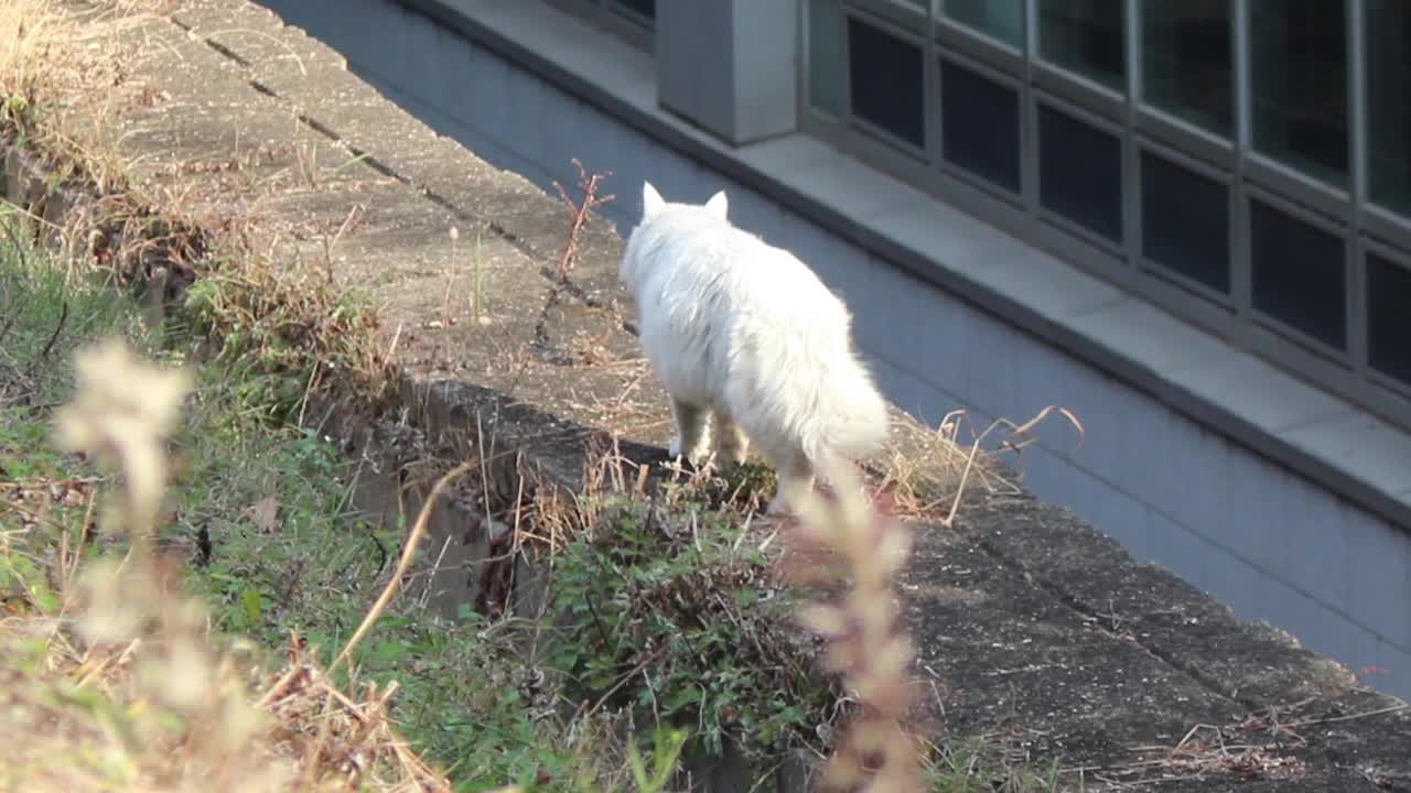 白猫在田野里散步视频下载