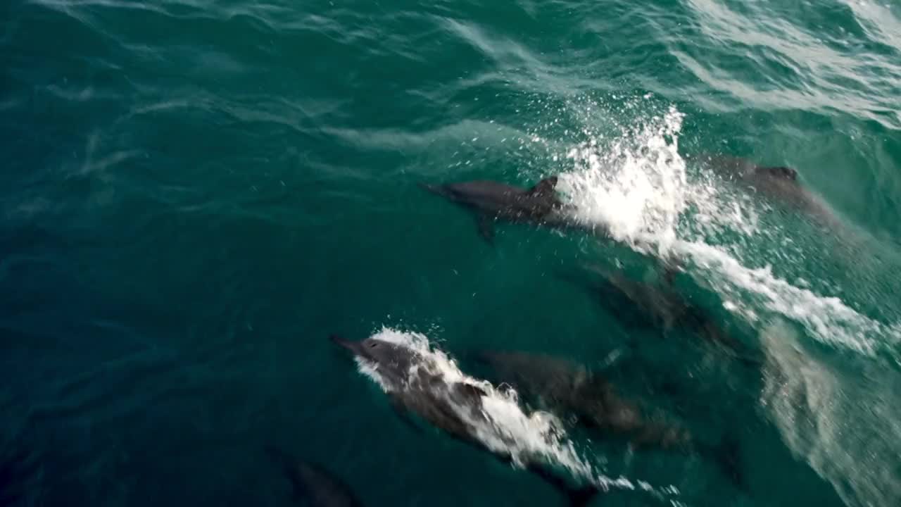跟踪和Panning一群海豚，因为他们快速游泳和跳跃在海面附近，与明亮的阳光反射的波涛汹涌的海-约克角，澳大利亚视频下载