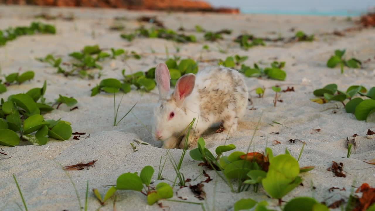 日落时兔子在海滩上挖沙子的慢镜头-马尔代夫马累环礁视频下载
