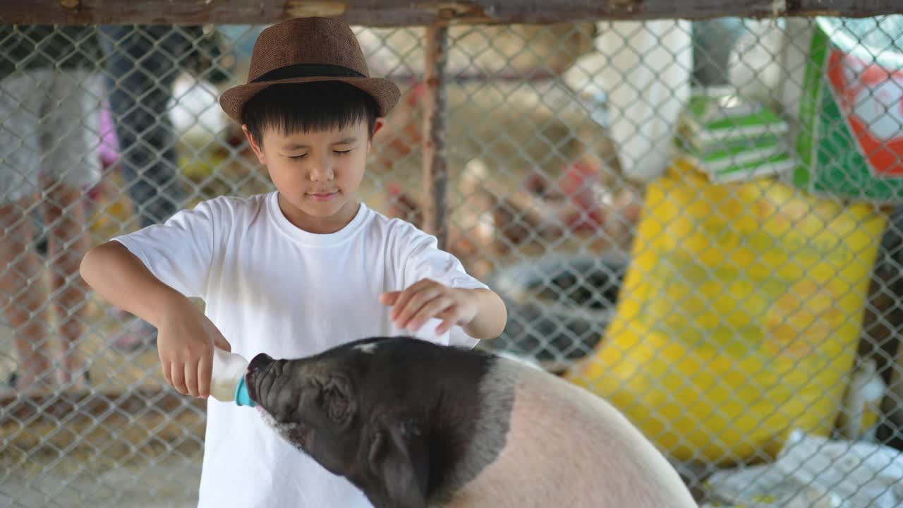 一个亚洲小孩和他的宠物猪在农场里玩耍。友谊的概念视频下载