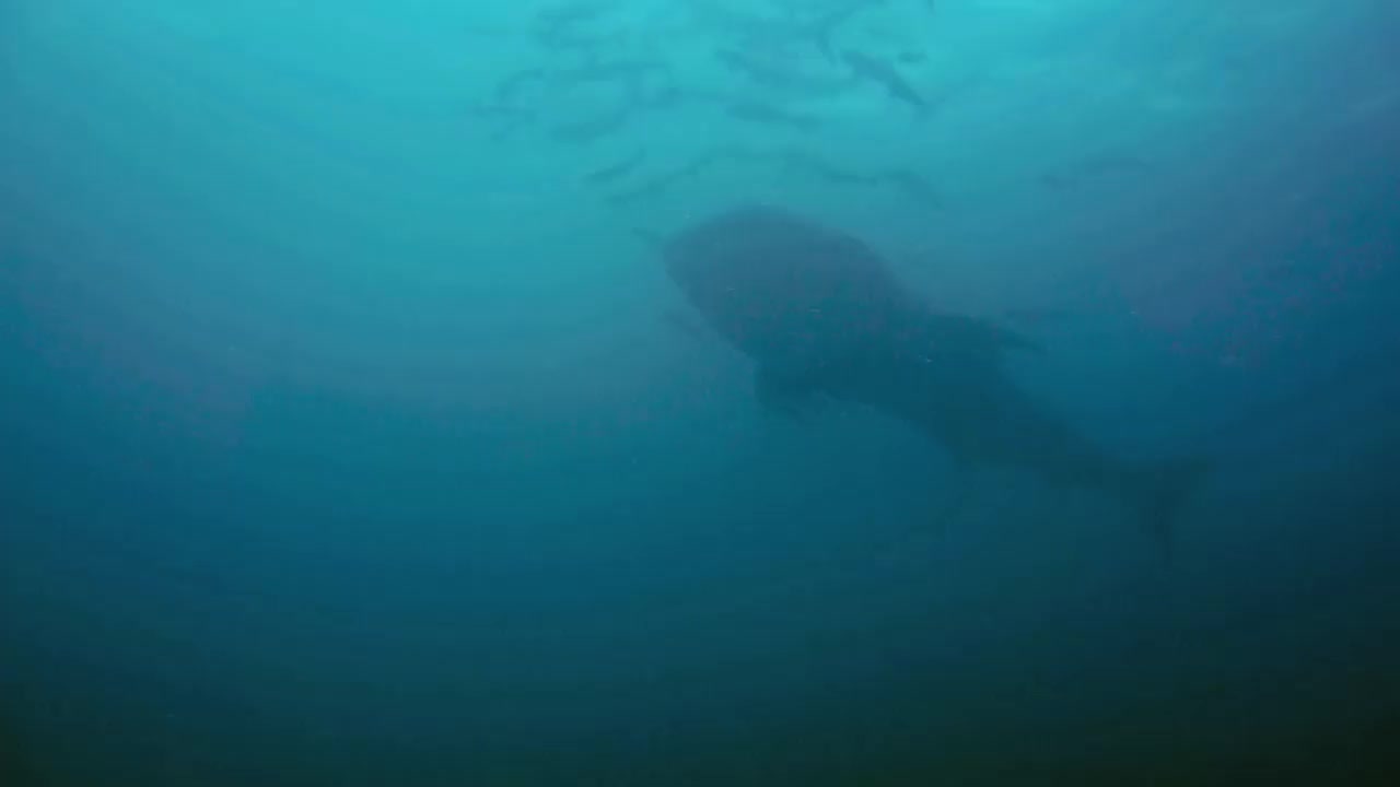 野生鲸鲨剪影水下POV泰国视频素材