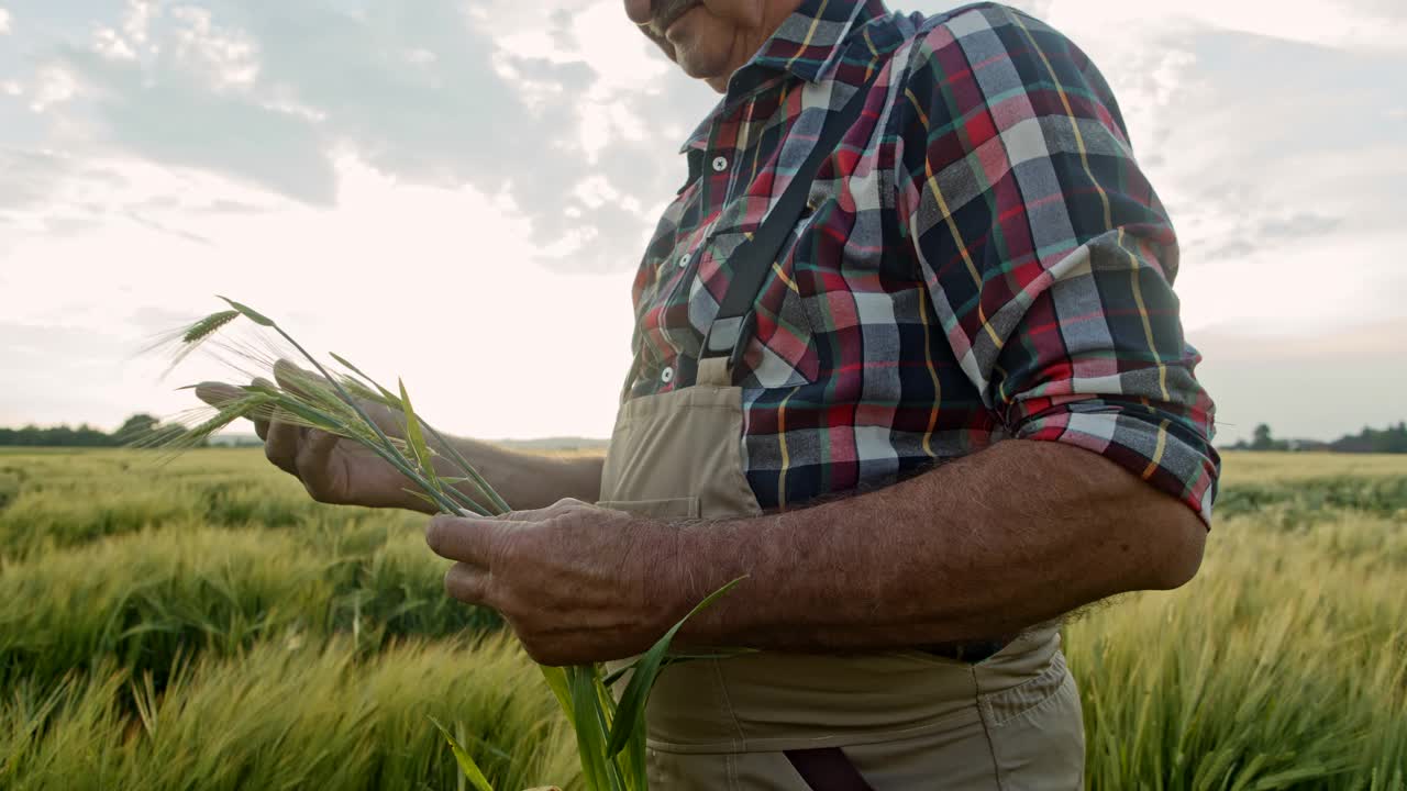 高级农民在田间检查小麦植株视频素材