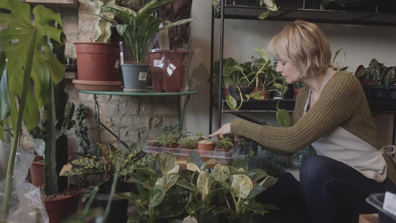 女工在植物店工作，穿着围裙，摆着盆栽陈列视频素材