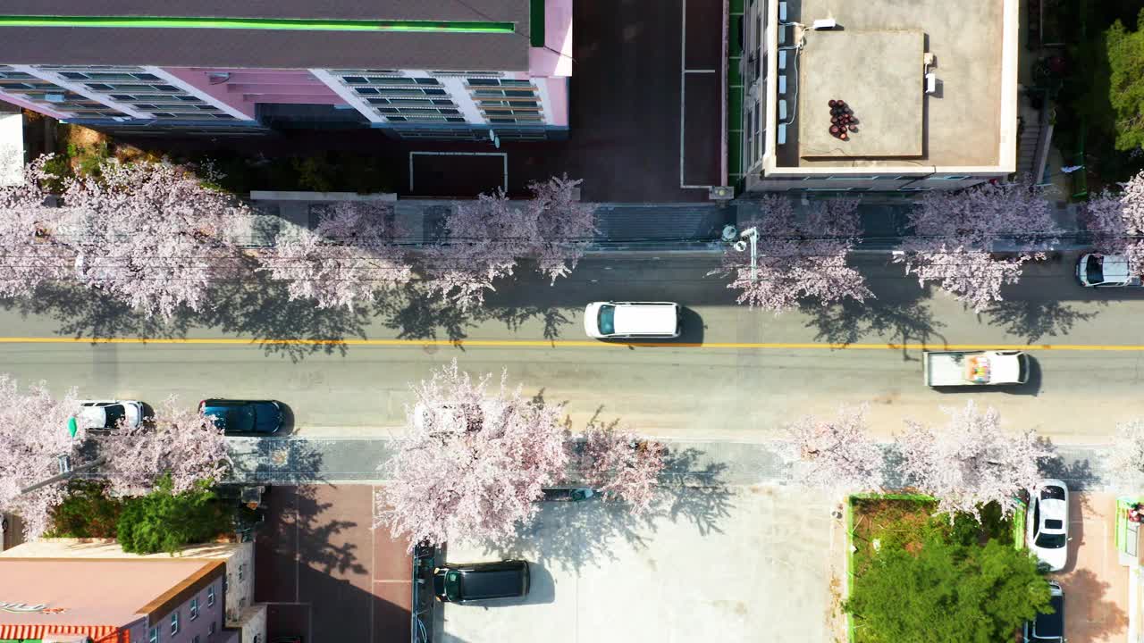 春天的郊区街道上盛开着白色的樱花视频下载