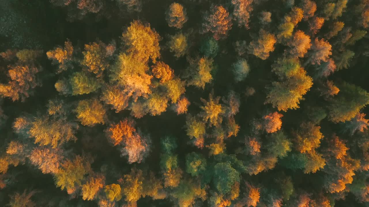 鸟瞰日落时分的秋山森林视频下载