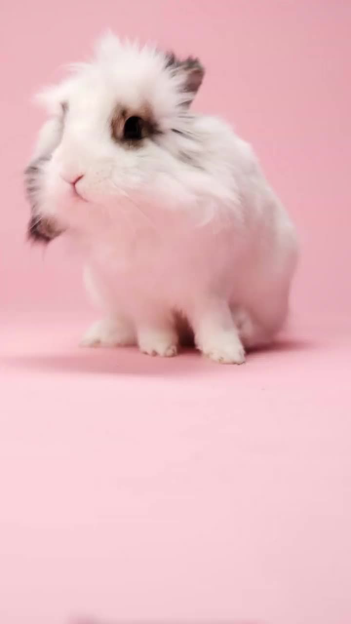 有趣的白色兔子与棕色的耳朵坐在粉红色的背景。视频下载