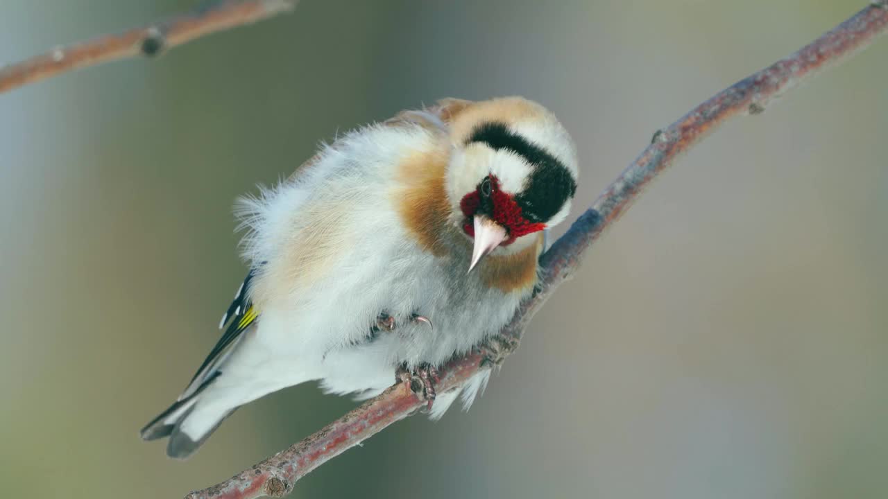 鸟-欧洲金翅雀(金翅雀)在一个阳光明媚的冬日坐在树枝上。视频下载