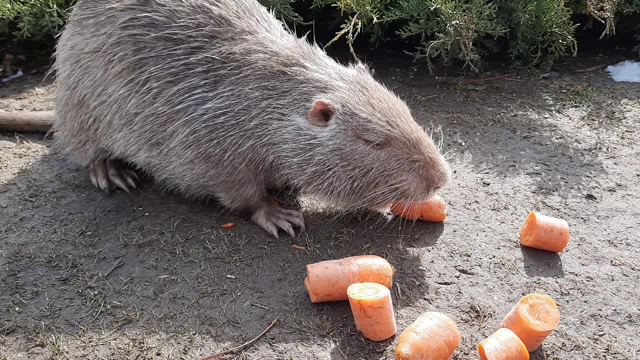 海狸鼠，也叫河狸鼠。草地上有一只可爱的小动物在嚼胡萝卜。它是一种大型的食草动物，生活在河岸上，以在周围地区找到的根和块茎为食。视频素材
