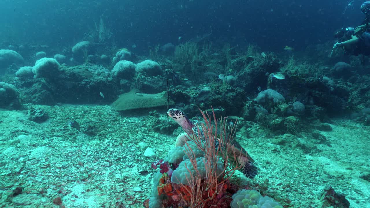 与濒危野生海龟(Eretmochelys imbricata)潜水视频素材