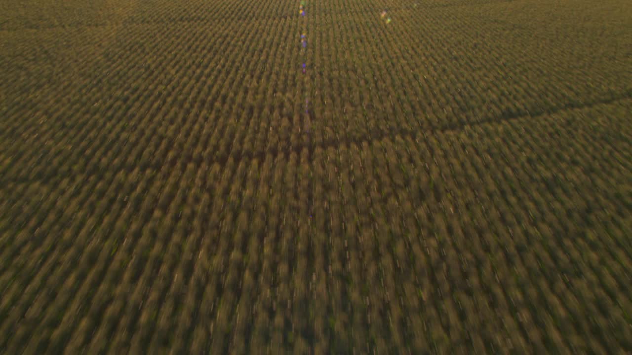 在一大片玉米地里飞下来，明亮的黄色穗子是由中心支点系统灌溉的。视频下载
