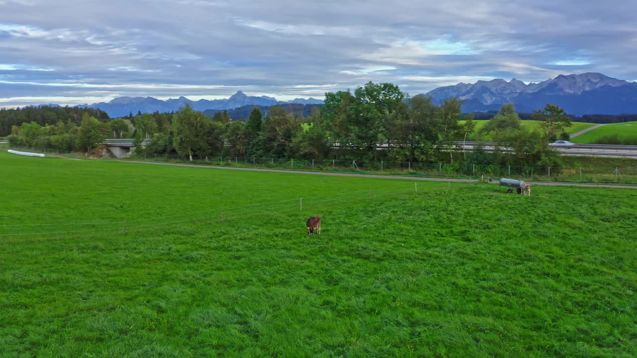 Allgäu牧场鸟瞰图。年轻的小腿。巴伐利亚的风景。阿尔卑斯山脉。视频下载