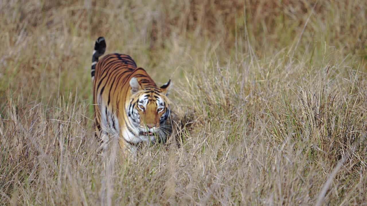 一只美麗的孟加拉虎在印度中部森林的草地上行走視頻素材